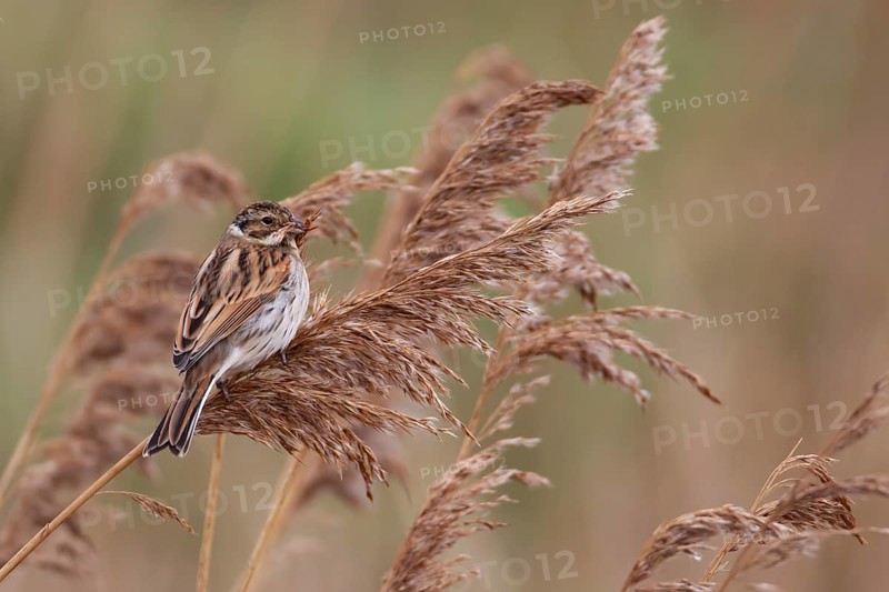 Reed bunting (Emberiza schoeniclus) adult female bird feeding on a Common reed seed head in a reedbed, England, United Kingdom, Europe