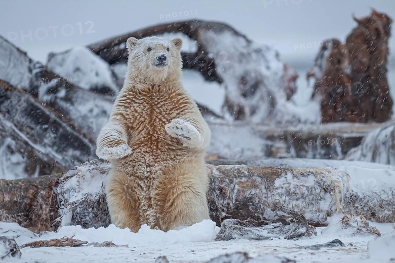 Polar bear (Ursus maritimus), young, standing between whale bones, playing, Kaktovik, Arctic National Wildlife Refuge, Alaska, USA, North America