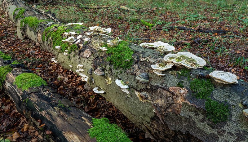 Hairy bracket (Trametes hirsuta), fruiting body on dead wood, trunk of a copper beech (Fagus sylvatica), Hainich National Park, Thuringia, Germany, Europe