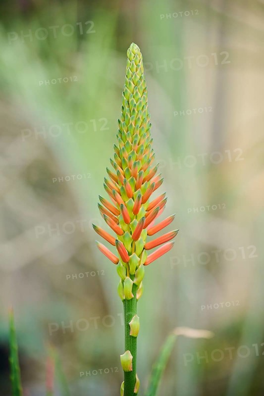 Candelabra aloe (Aloe arborescens) flower growing in a greenhouse, Germany, Europe