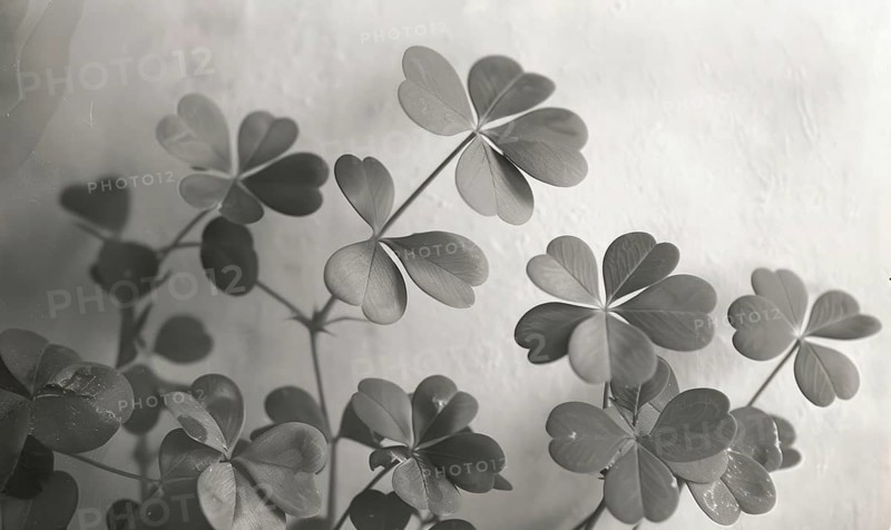 Clover leaves on a white background. Monochrome photo. AI generated