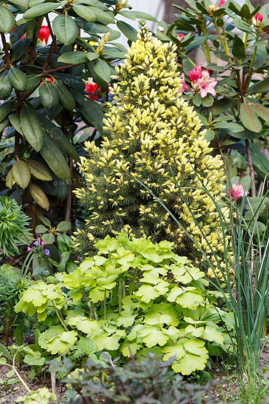 Young coniferous tree in the garden: spruce, fir. Beautiful landscape design