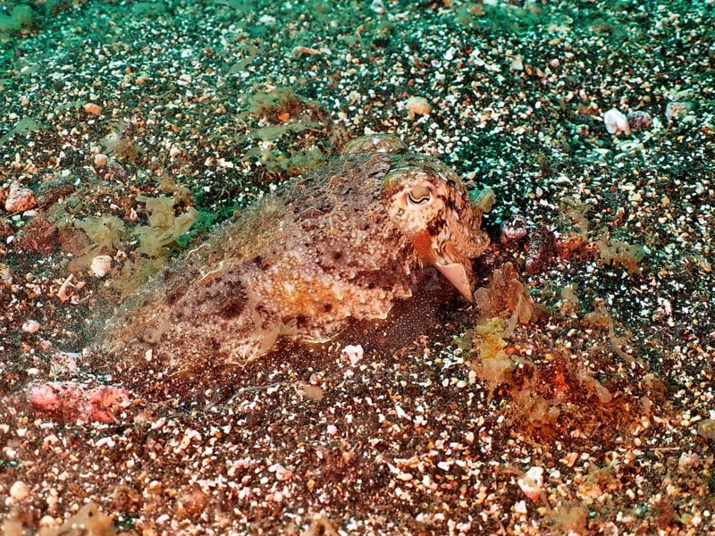 Well camouflaged common cuttlefish, common cuttlefish (Sepia officinalis) juvenile, dive site Los Cancajos, La Palma, Canary Islands, Spain, Atlantic Ocean, Europe