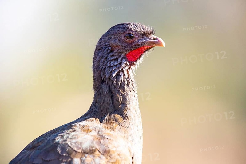 Chaco chachalaca (Ortalis canicollis) Pantanal Brazil