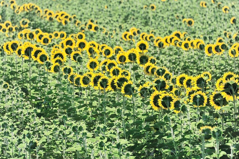 Sunflower field, sunflowers (Helianthus annuus), landscape south of Montepulciano, Tuscany, Italy, Europe