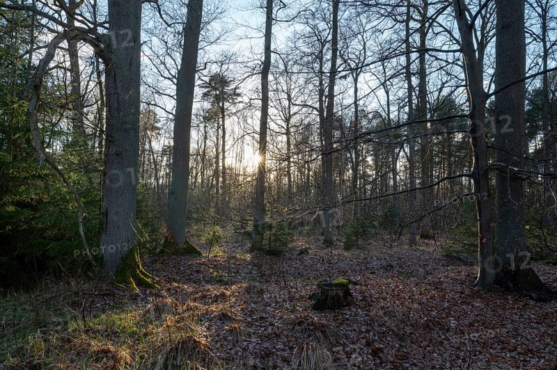Mixed deciduous forest backlit with sun star, Barnbruch Forest nature reserve, Lower Saxony, Germany, Europe