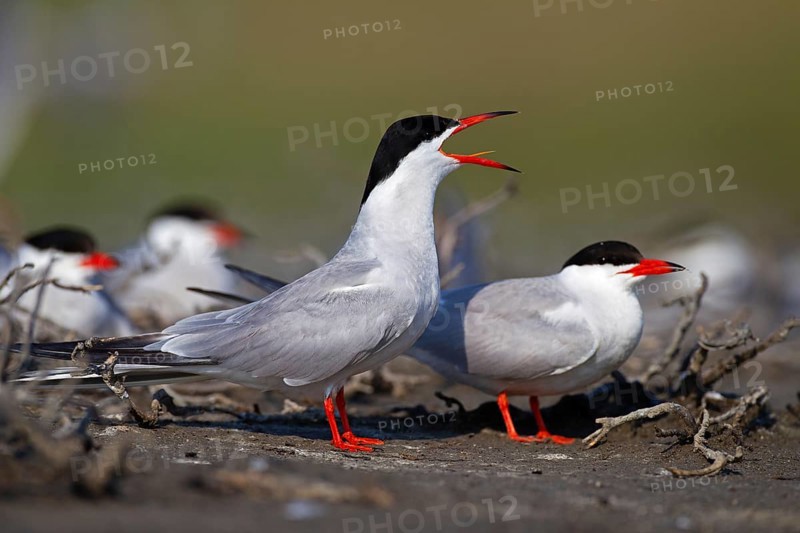 Common Tern (Sterna hirundo), calling in breeding colony, Danube Delta Biosphere Reserve, Romania, Europe