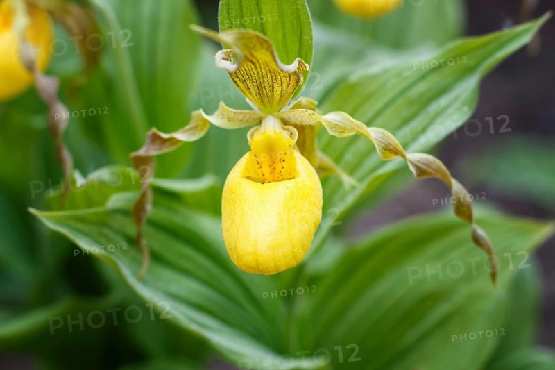 Beautiful orchids of different colors on green background in the garden. Lady's-slipper hybrids. Close up