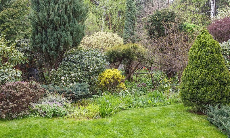 Coniferous trees in the garden: spruce, arborvitae, pine, fir, juniper. Beautiful landscape design