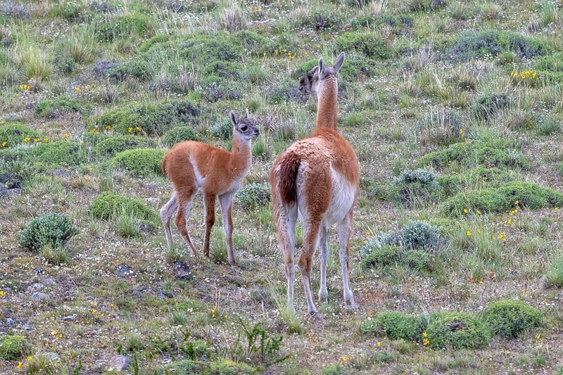 Guanaco (Llama guanicoe), Huanaco, mare with foal, adult, juvenile, Torres del Paine National Park, Patagonia, end of the world, Chile, South America