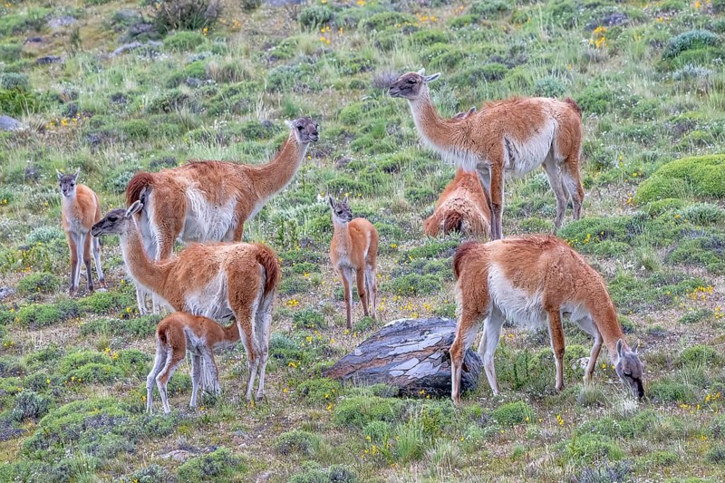 Guanaco (Llama guanicoe), Huanaco, group with young animals, Torres del Paine National Park, Patagonia, end of the world, Chile, South America