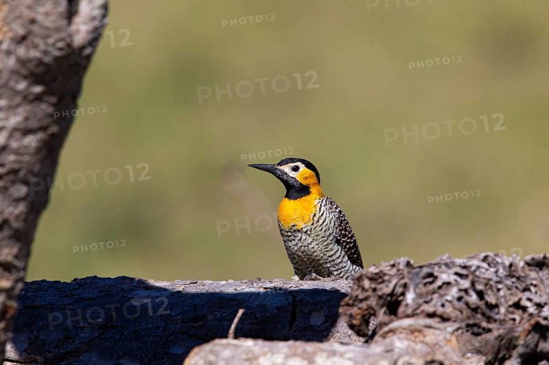 Pileated campo flicker (Colaptes campestris) Pantanal Brazil
