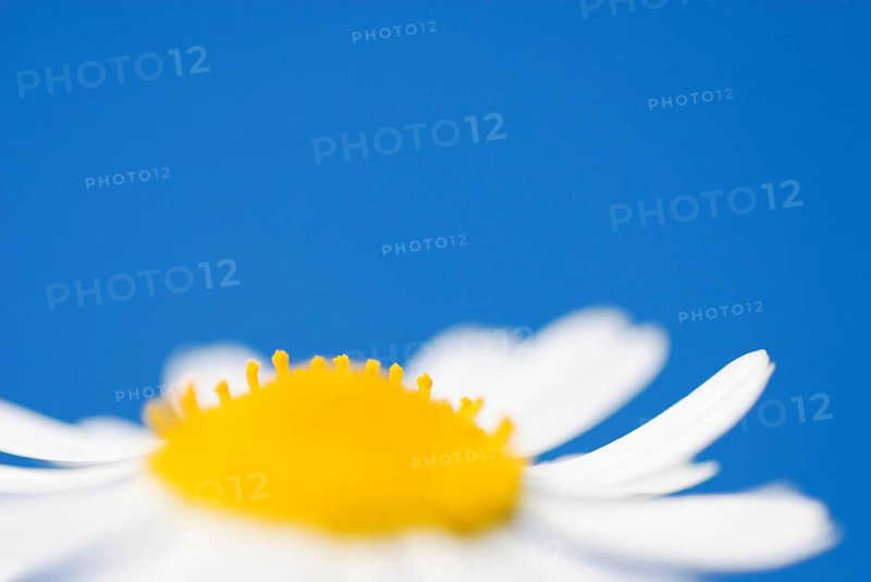 Ox-eye daisy (Leucanthemum vulgare)