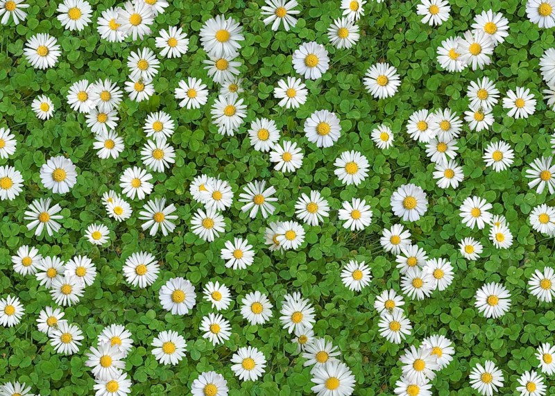 Daisies (Bellis Perennis) on green clover