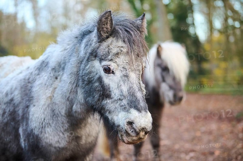 Portrait of a Shetland pony in winter, Bavaria, Germany, Europe