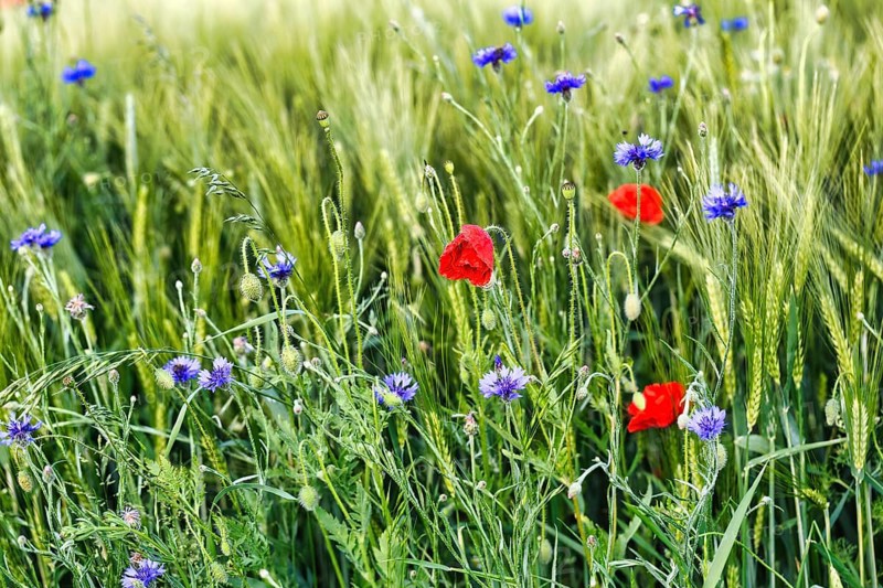 Red poppy flowers (Papaver rhoeas), green barleys (Hordeum vulgare), cornflowers (Centaurea cyanus), field flowers, wildflowers in barley field, symbolic photo, organic farming, organic cultivation, Weserbergland, Polle, Lower Saxony, Germany, Europe