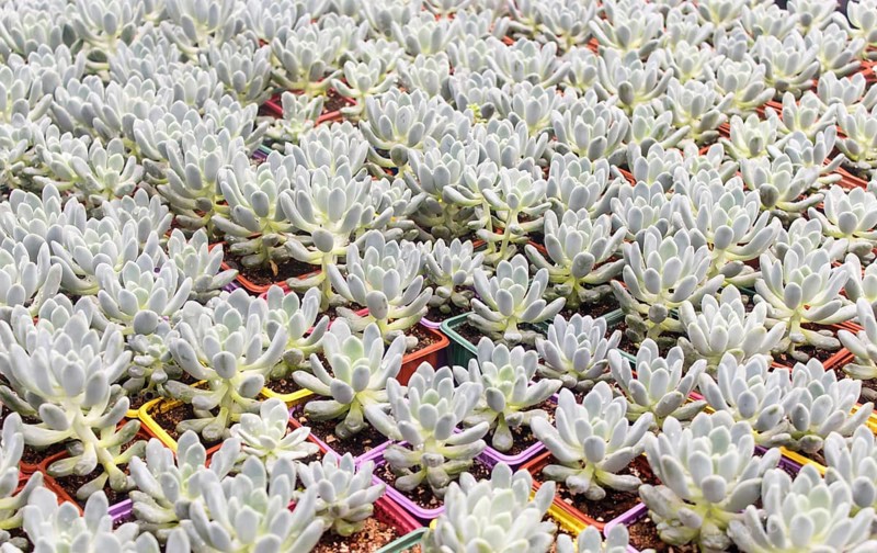 Various types of succulent in flower pots in the greenhouse. Closeup, selective focus
