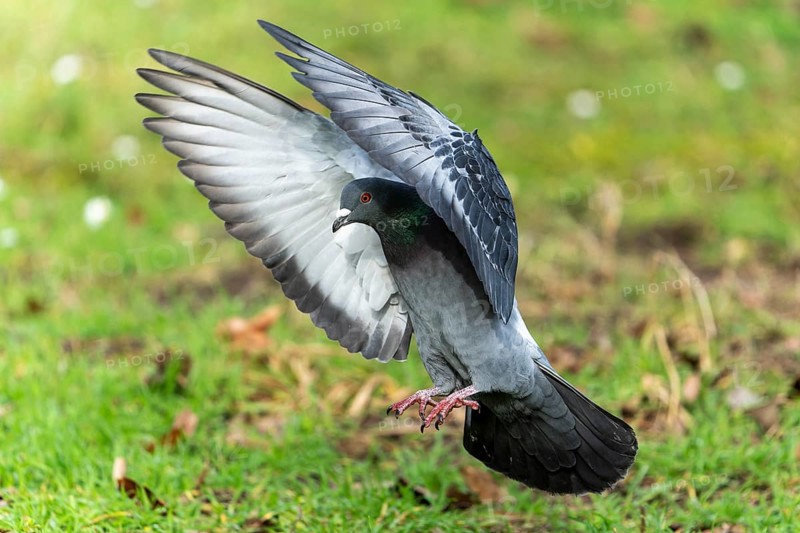 City dove (Columba livia forma domestica) in flight, wildlife, Germany, Europe
