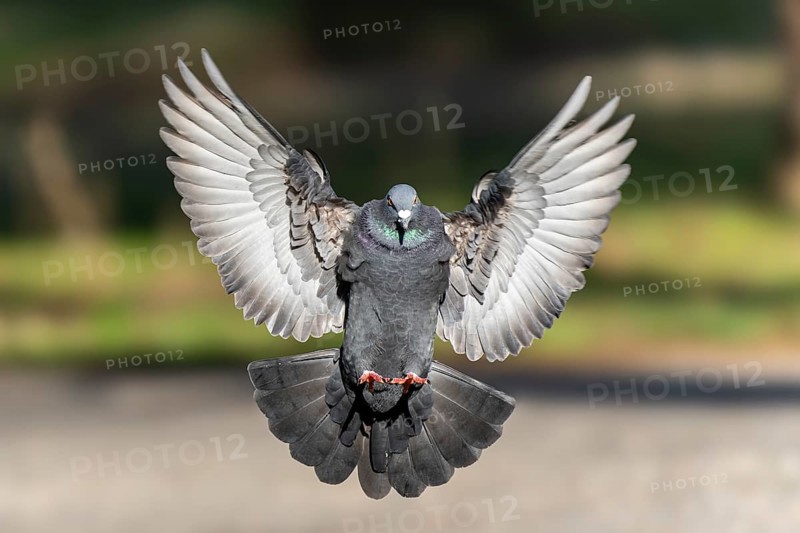 City dove (Columba livia forma domestica) in flight, wildlife, Germany, Europe