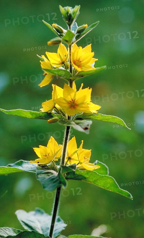 A close-up of bright yellow flowers with sharp green leaves in the background Golden loosestrife Lysimachia punctata