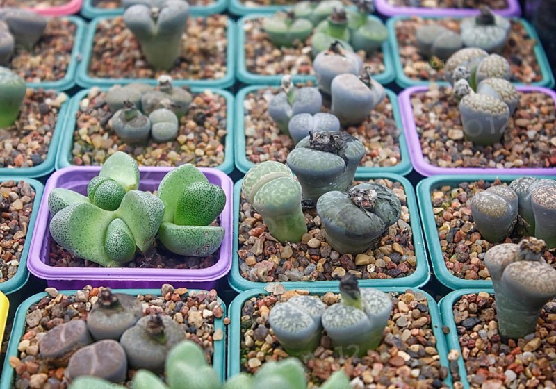Small succulent plants background. greenhouse, top view, floral texture
