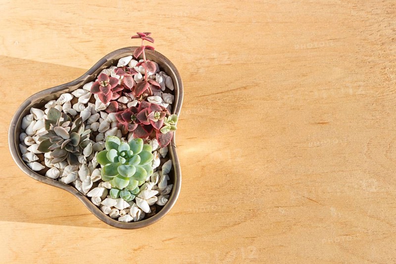 Small succulents in a ceramic pot on a wooden background with copy space. top view