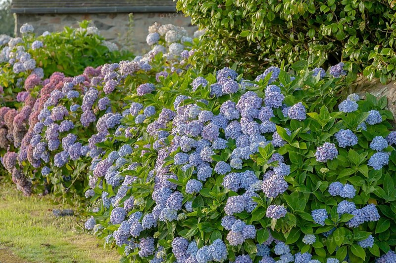 Hydrangea blossom in Brittany