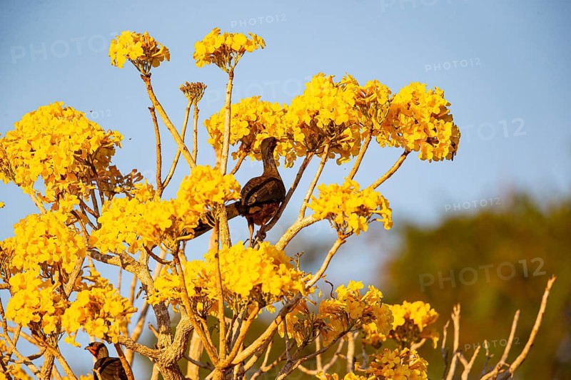 Chaco chachalaca (Ortalis canicollis) Pantanal Brazil