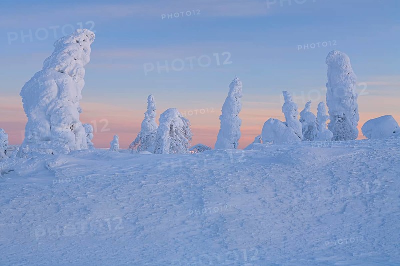 Snow-covered trees in tundra, Arctic, evening light, winter, Dalton Highway, Alaska, USA, North America
