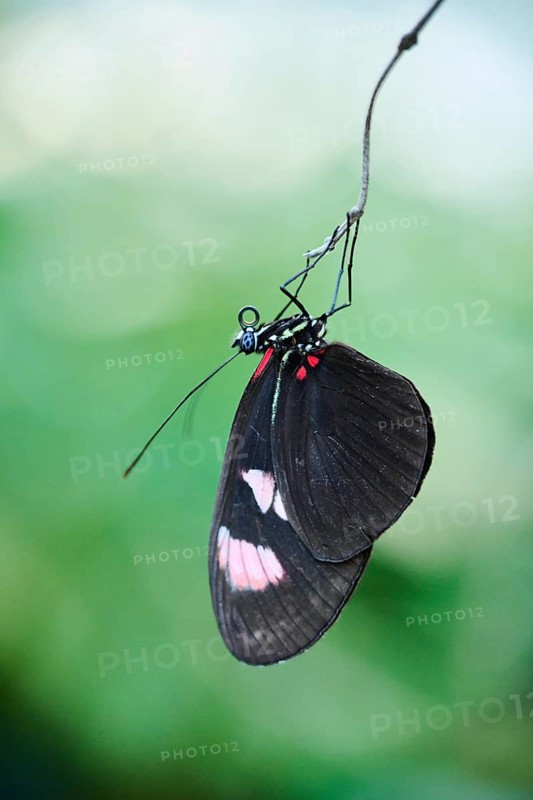 Sara longwing (Heliconius sara) butterfly hanging in a greenhouse, Germany, Europe