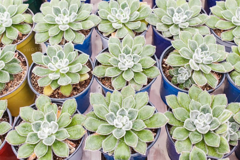 Various types of succulent in flower pots in the greenhouse. Closeup, selective focus