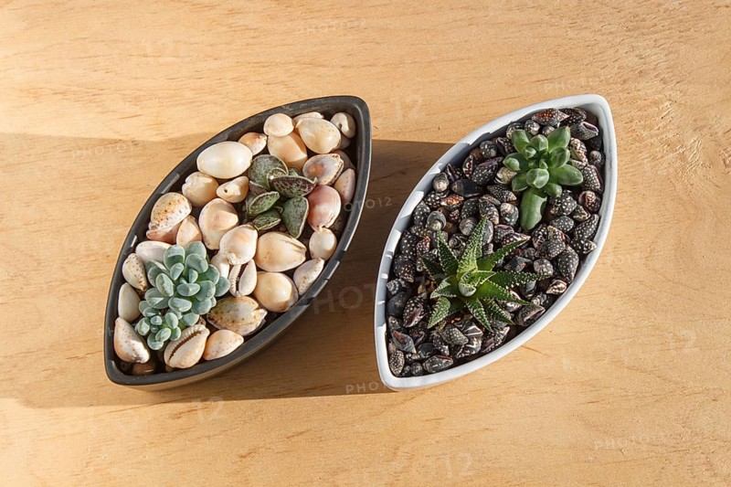 Small succulents in a ceramic pot on a wooden background