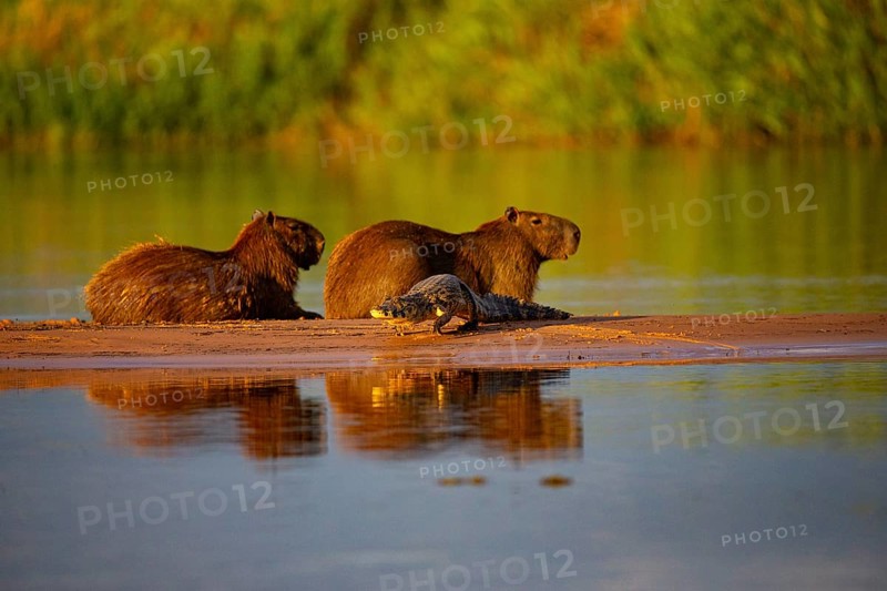 Capybara (Hydrochaeris hydrochaeris) Spectacled caiman Pantanal Brazil