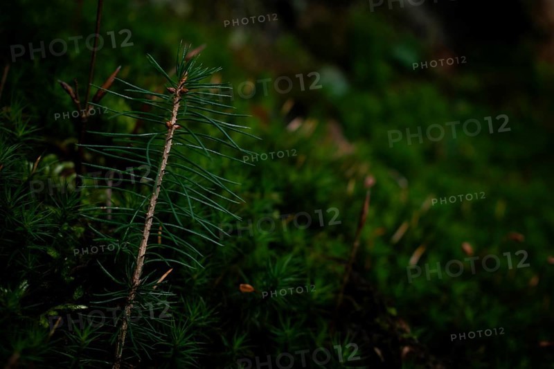 Spruce seedling (Picea abies) growing in moss, close-up, Neubeuern, Germany, Europe