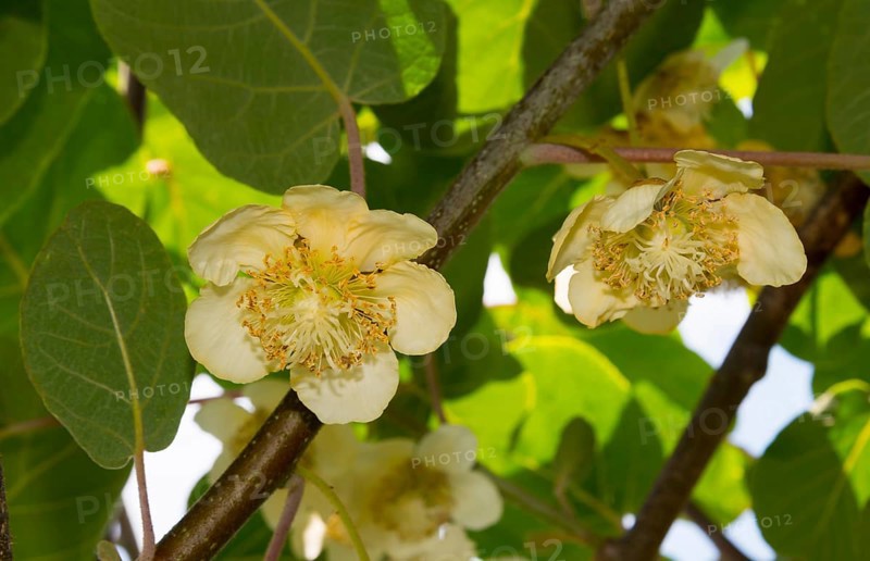 Kiwi, kiwi flower (Actinidia), Eastern Macedonia and Thrace, Greece, Europe
