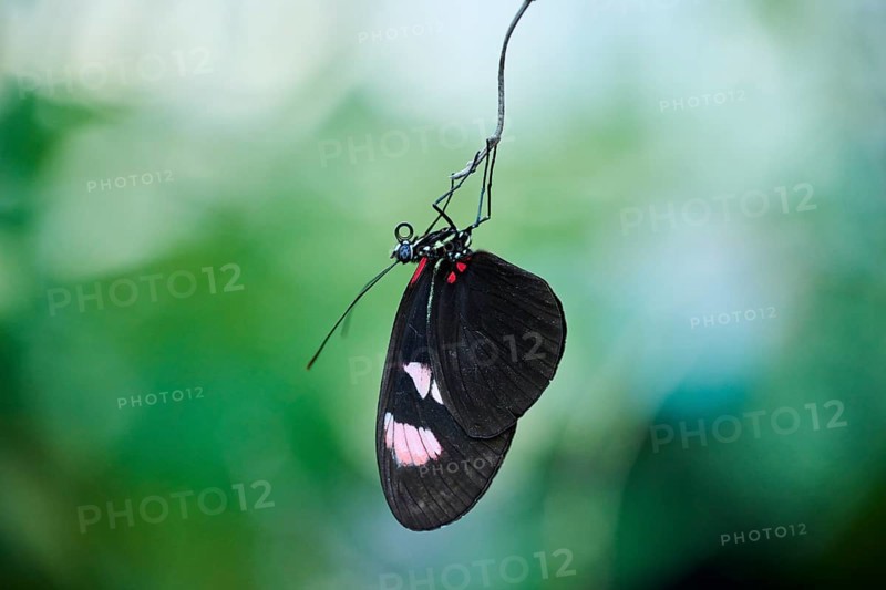 Sara longwing (Heliconius sara) butterfly hanging in a greenhouse, Germany, Europe