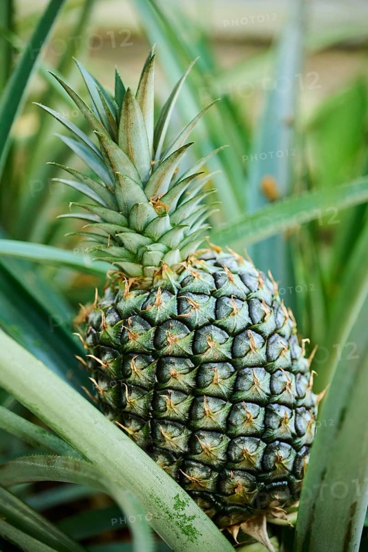 Pineapple (Ananas comosus) fruit growing in a greenhouse, Germany, Europe
