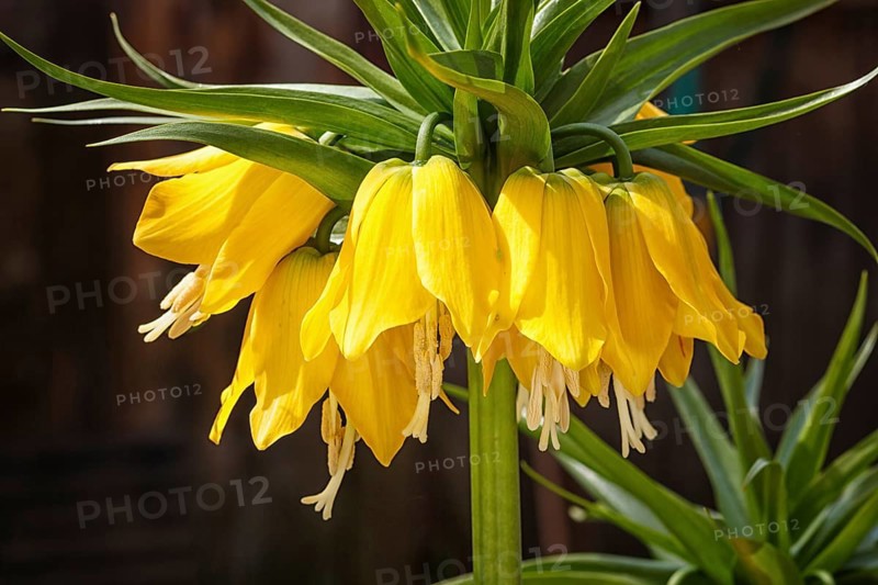 Crown imperial fritillary (Fritillaria imperialis) flowers. Yellow color of the flowers and with green color of leaves