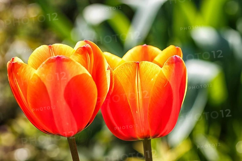Beautiful rose tulip flowers with green blurred background