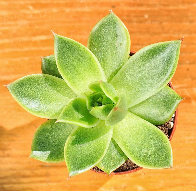 Beautiful little plant, succulent in a small flower pot. on the wooden background