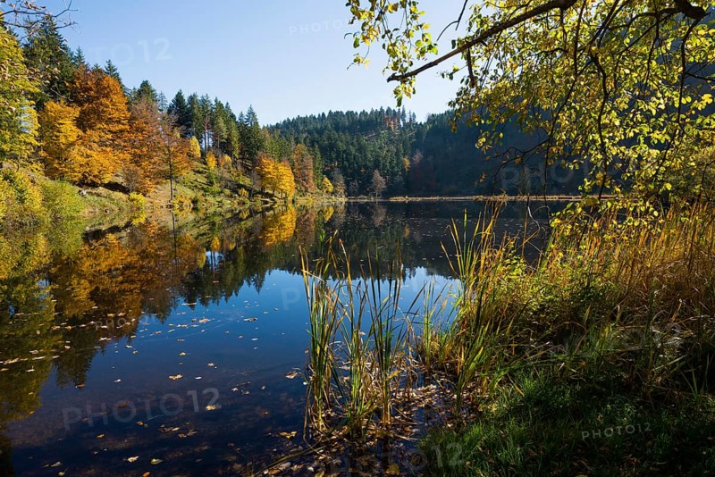 Lake with autumn forest, water reflection, Nonnenmattweiher, Neuenweg, Black Forest, Baden-Wuerttemberg, Germany, Europe