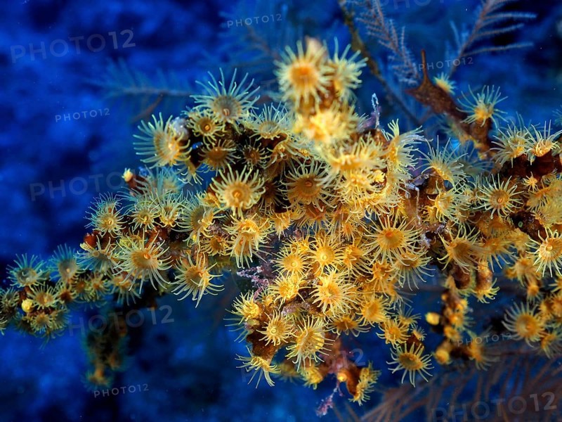 Yellow cluster anemone (Parazoanthus axinellae), dive site Las Cabras, La Palma, Canary Islands, Spain, Atlantic Ocean, Europe