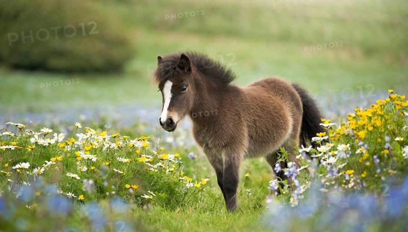 KI generated, animal, animals, mammal, mammals, biotope, habitat, one, individual animal, foraging, wildlife, meadow, pasture, Exmoor pony, horse, horses, ungulates, English pony breed, South West England, Exmoor, (Equus ferus caballus), foal, flower meadow