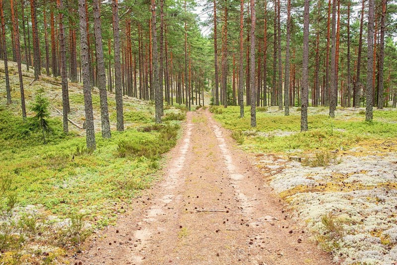 Dirt road in a Pine woodland with Cladonia lichens and green blueberry bushes on the forest floor