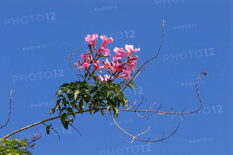 Pink trumpet vine (Podranea ricasoliana) La Palma, Canary Islands, Spain, Europe