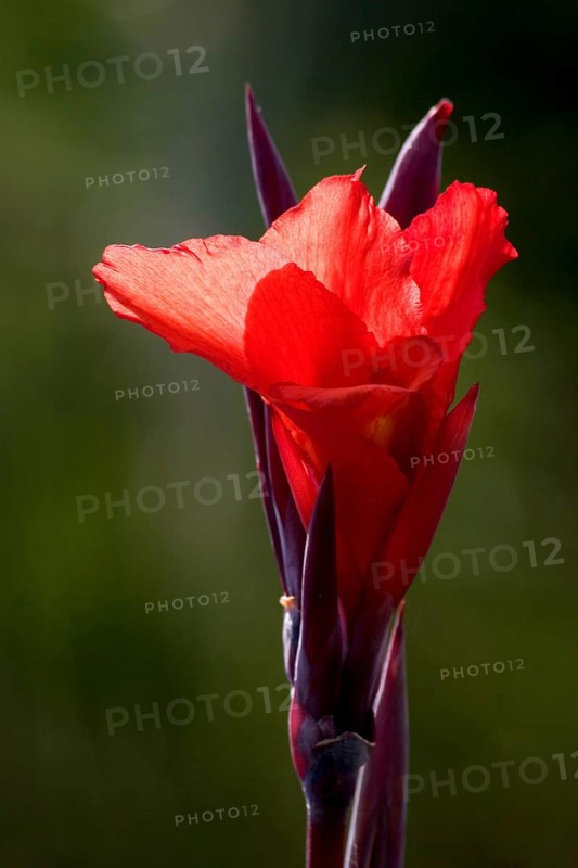 Indian shot (canna indica) Indisches Blumenrohr, La Palma, Canary Islands, Spain, Europe