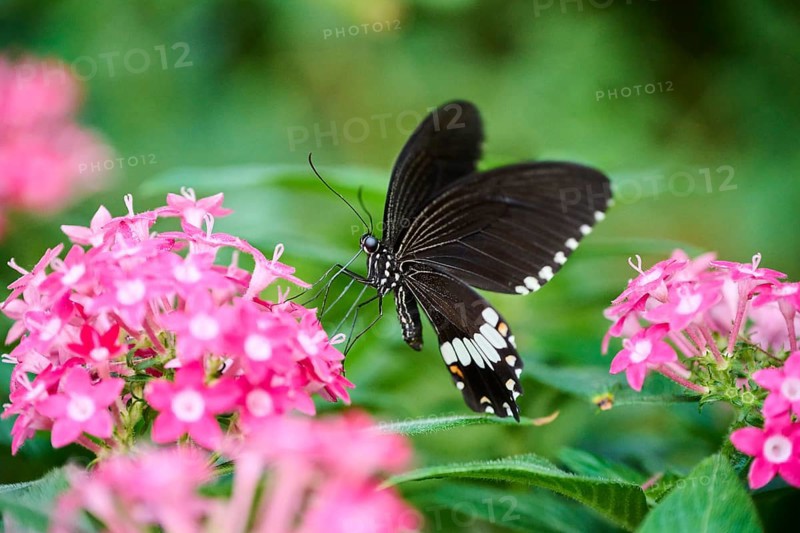 Common Mormon (Papilio polytes) sitting on a flower, Germany, Europe