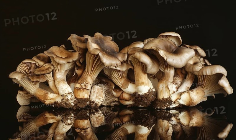 Mushroom Pleurotus ostreatus on black background AI generated