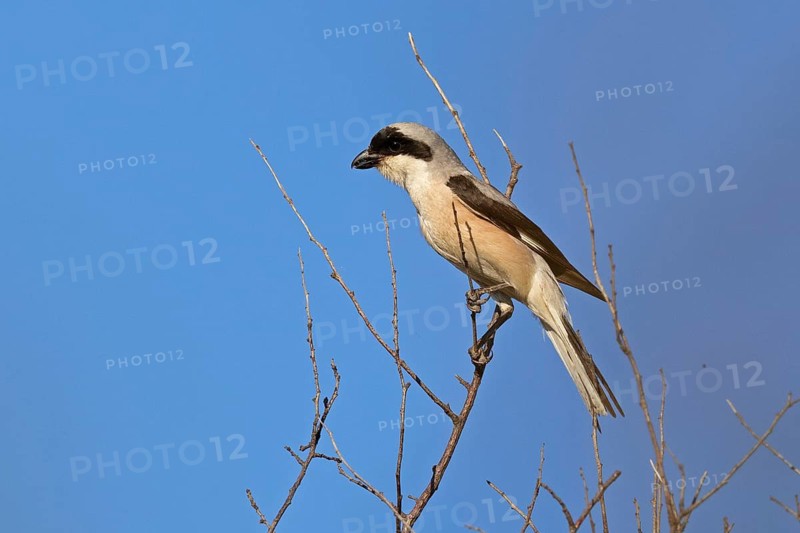 Lesser grey shrike (Lanius minor), Dobruja, Bulgaria, Europe