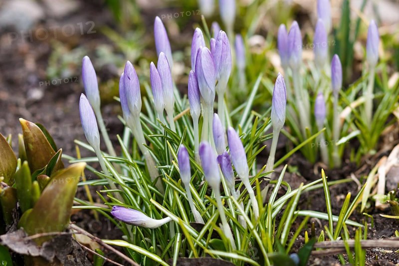 Purple crocuses germinate in the spring in the garden. Symbol of spring